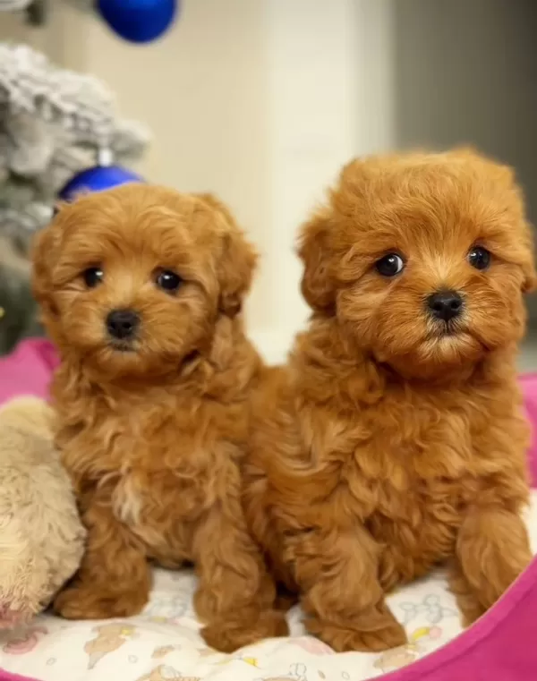 Sevimli Maltipoo Yavrularımız Yeni Ailesini Bekliyor