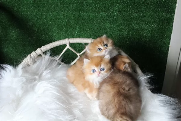 Show Kalite Güzellikte Safkan Çok Oyuncu Sağlıklı Minnoş