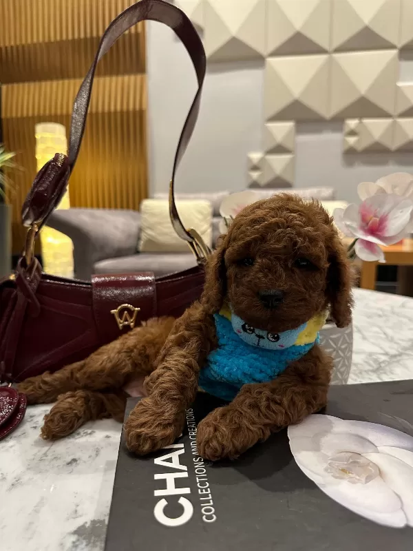 Sevimliliğiyle Dikkat Çeken Toy Poodle