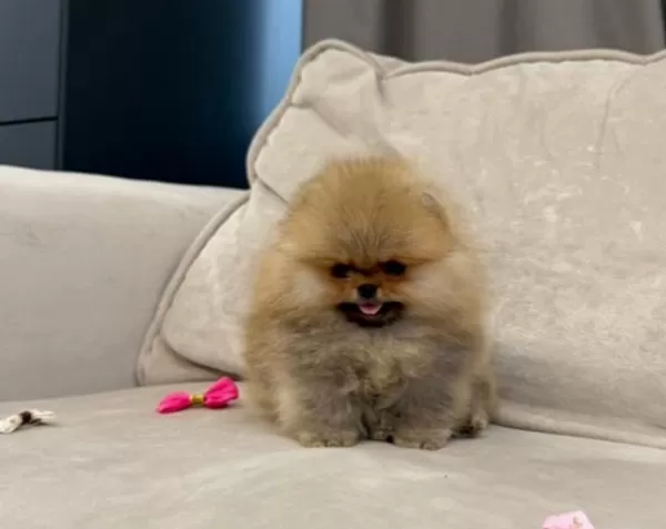 Mini Ve Fluffy Pomeranian Boo Bebekler