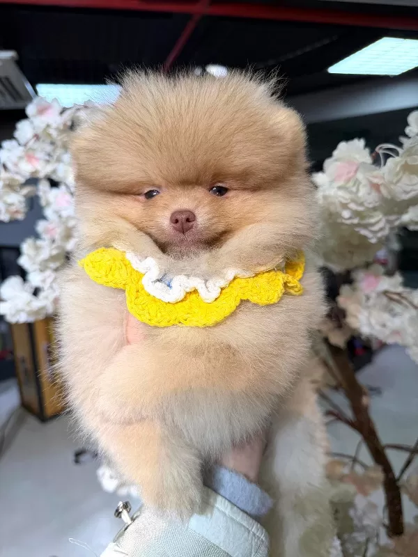 Aile Uyumlu Pomeranian Boo Yavruları