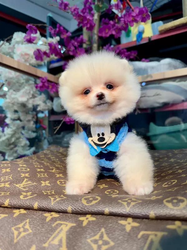 Küçük Irk Sevimli Pomeranian Boo Yavruları