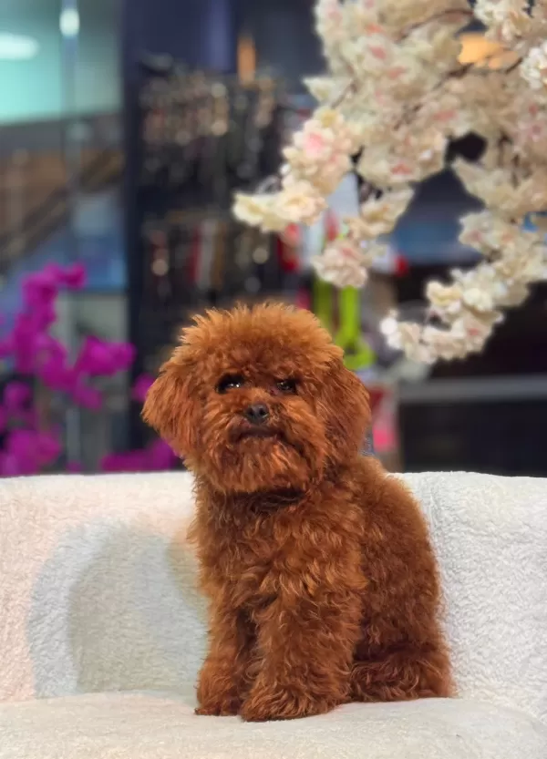 Safkan Toy Poodle Yavrularımız Yeni Yuvalarını Bekliyor
