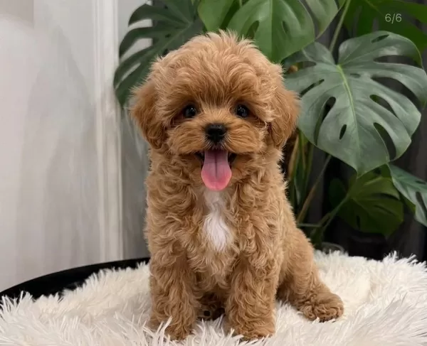 Oyuncu Ve Sosyal Maltipoo Bebekler