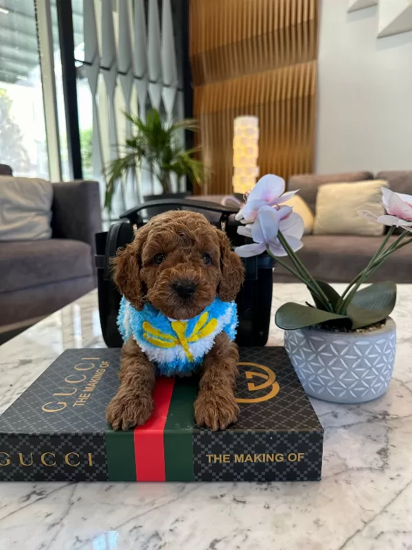 Sevimli Toy Poodle Yavruları