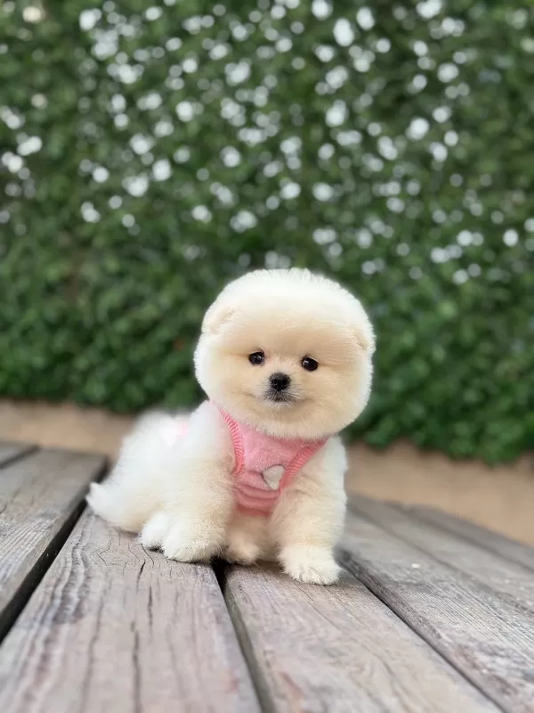 * Show Kalite Pomeranian Boo Yavruları