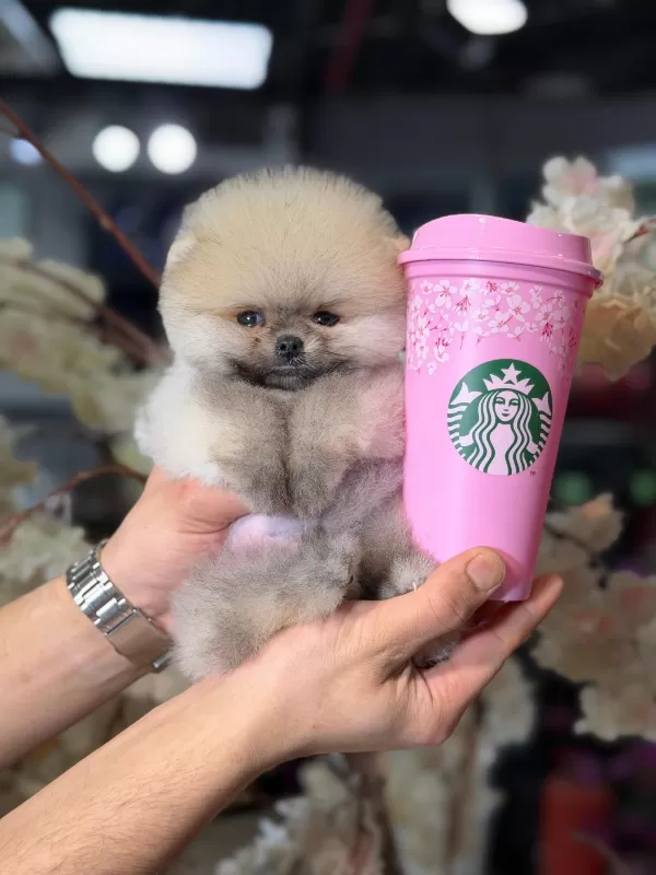 Özel Renk Mini Pomeranian Yavruları