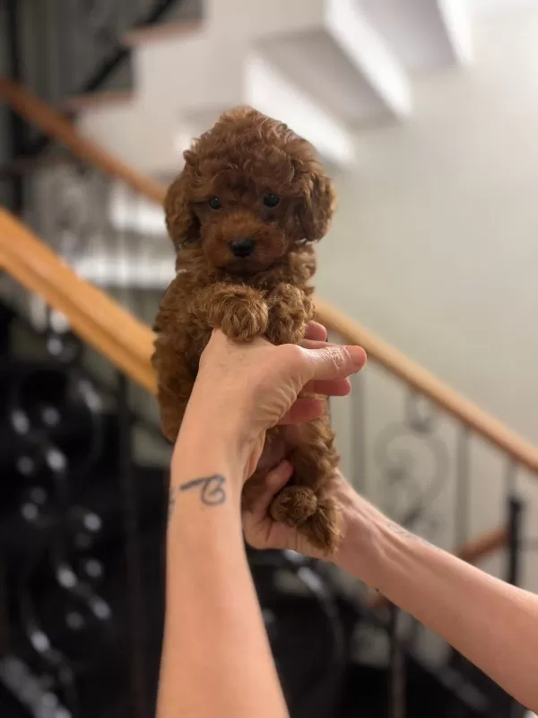Sosyal Ve Uysal Mini Poodle Yavruları