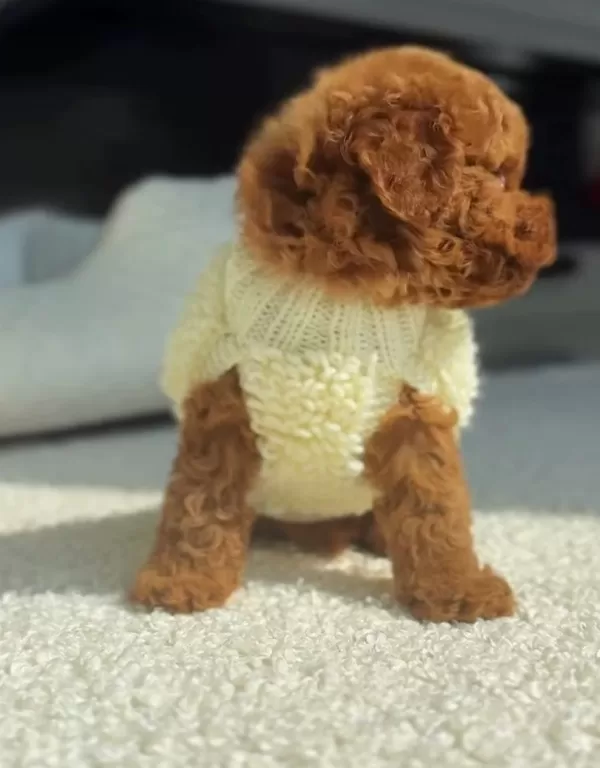 Mini Toy Poodle Yavrular
