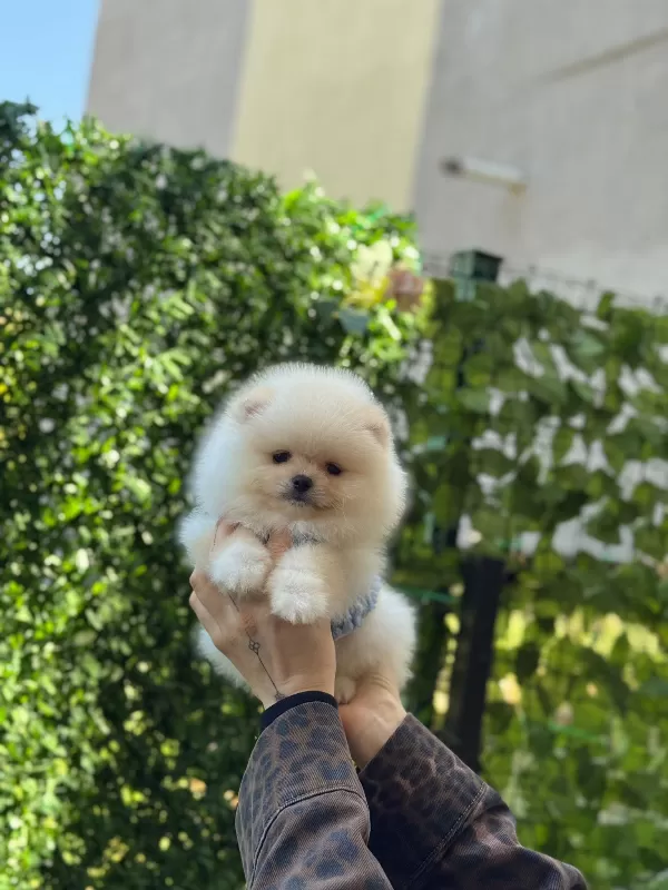 Show Kalite Pomeranian Boo