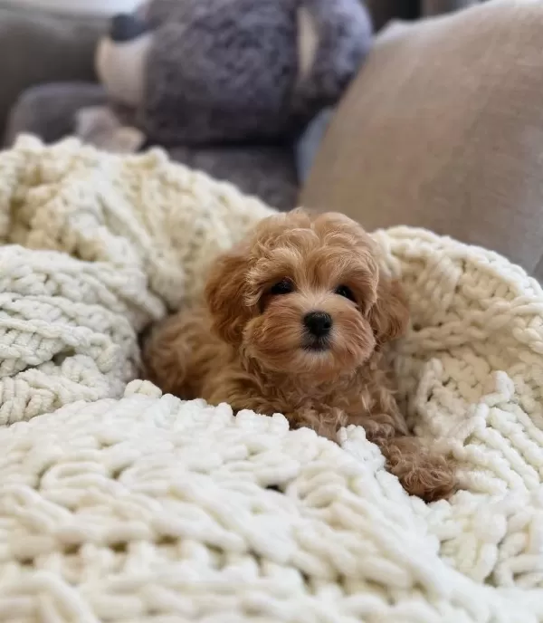 Seçme Kalite Maltipoo Yavruları