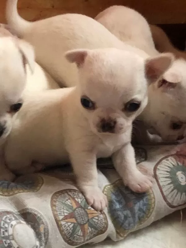 Irk Garantili Chihuahua Yavruları