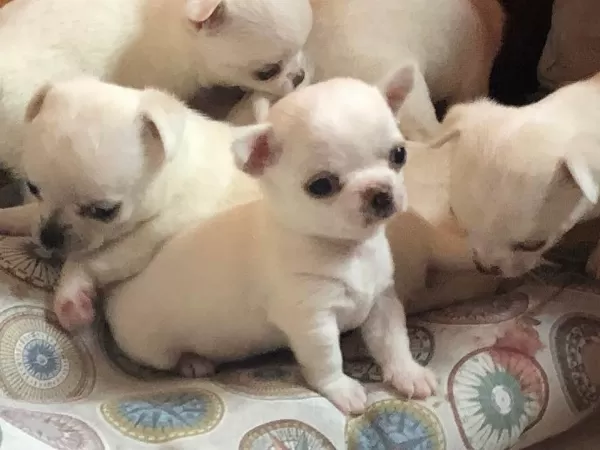 Irk Garantili Chihuahua Yavruları