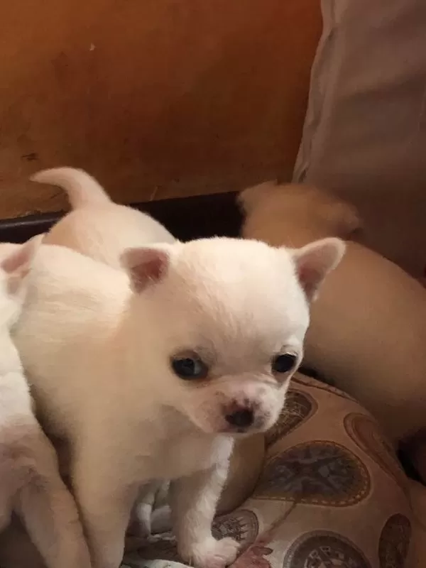 Irk Garantili Chihuahua Yavruları