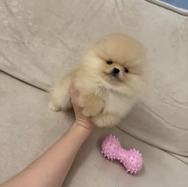 Seçme Kalite Pomeranian Boo Yavruları