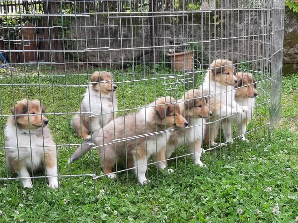 Irk Garantili Rough Collie Yavruları
