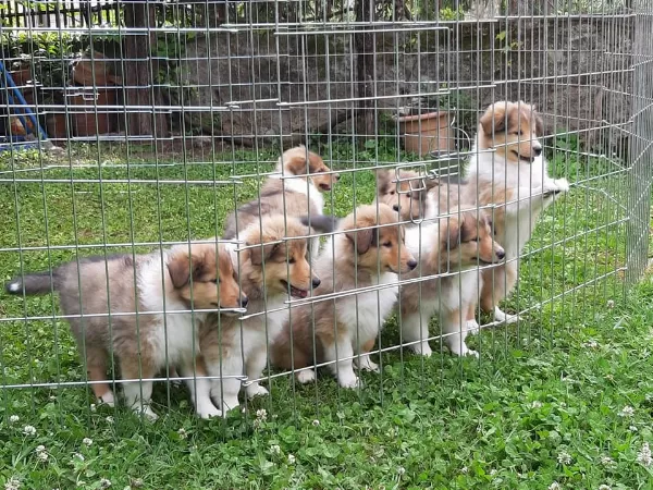 Irk Garantili Rough Collie Yavruları