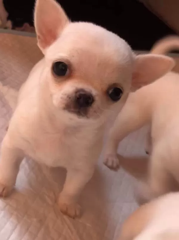 Irk Garantili Chihuahua Yavruları