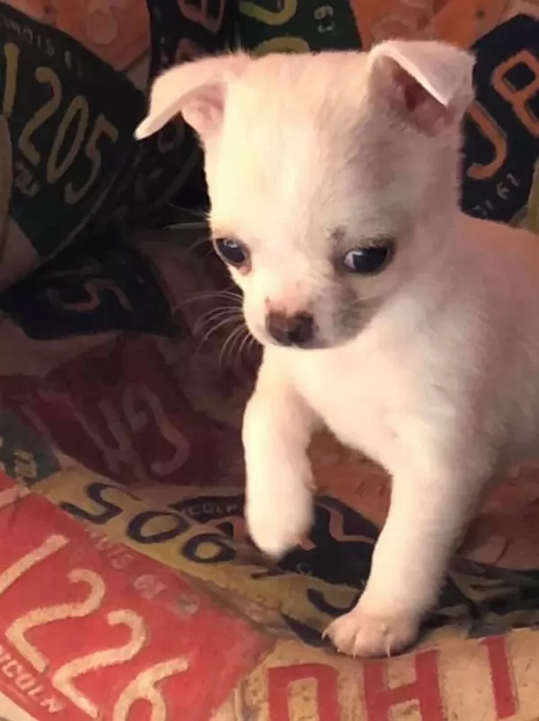 Irk Garantili Chihuahua Yavruları