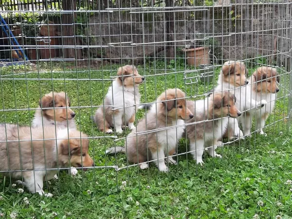 Irk Garantili Rough Collie Yavruları