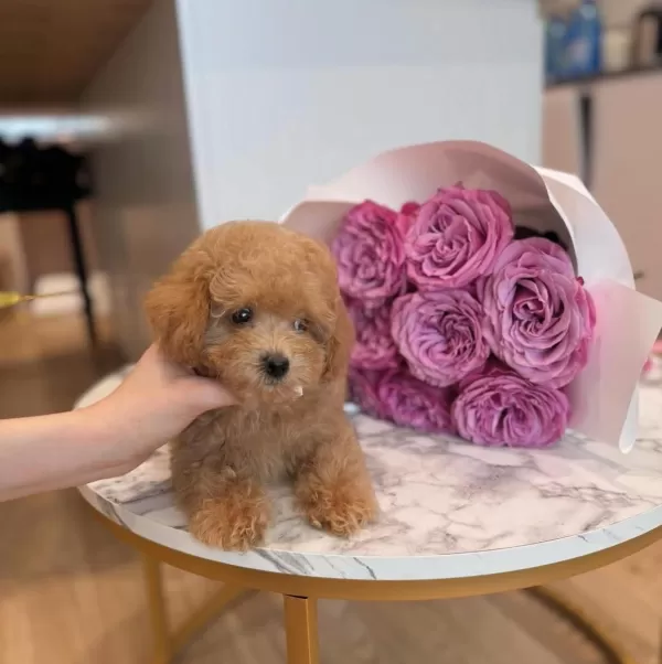Şirin Surat Toy Poodle