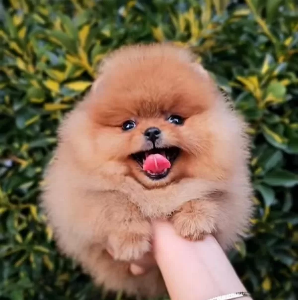 Sevimliliğiyle Dikkat Çeken Pomeranian Yavrular