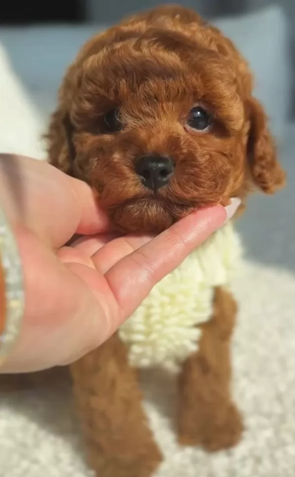 Mini Toy Poodle Yavrular