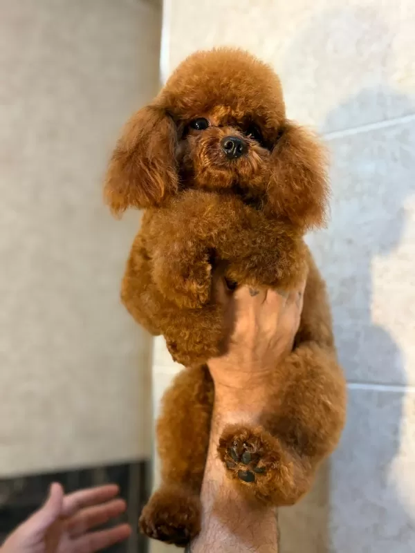 Sevimli Poodle Yavrularımız Yeni Yuvalarını Arıyor