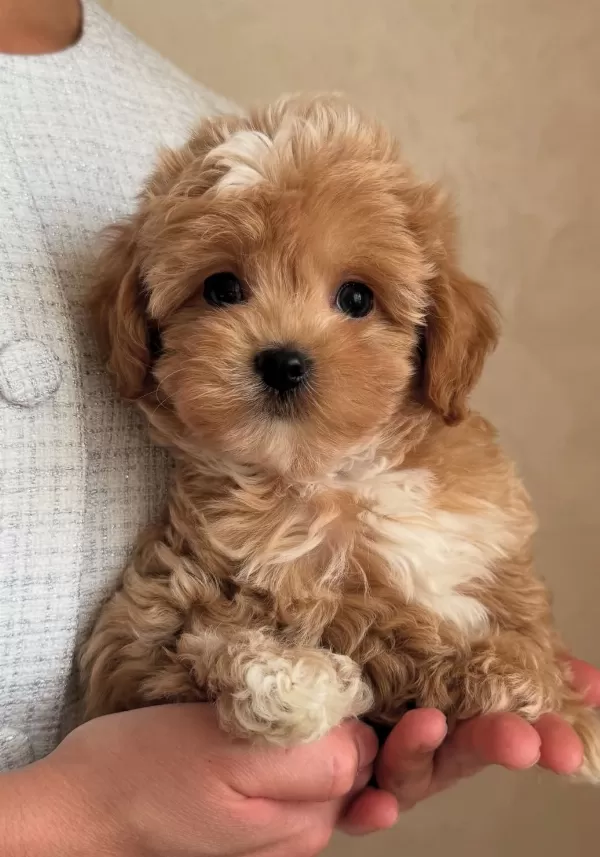 Sağlıklı Ve Bakımlı Maltipoo Yavruları