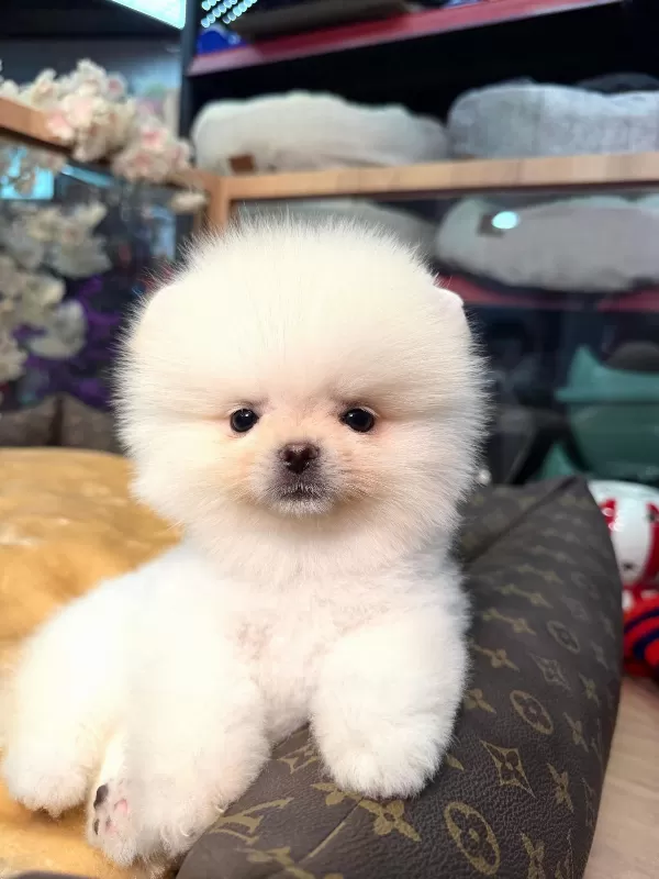 Mini Boy Teddy Face Pomeranian Yavruları
