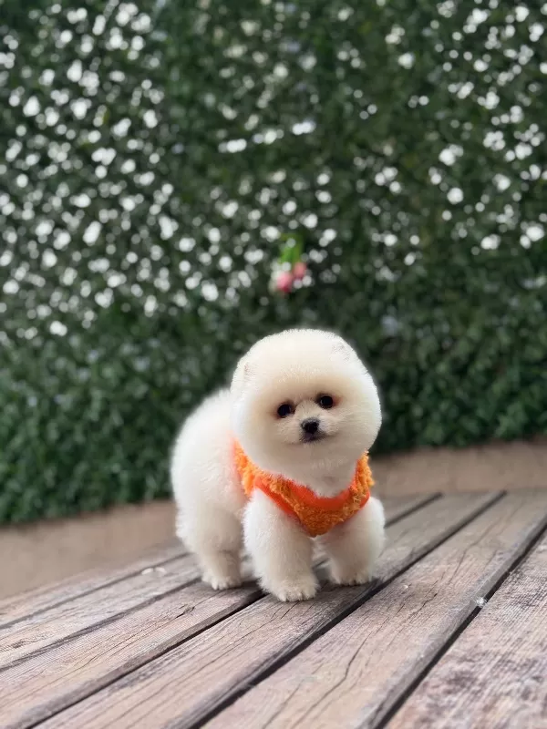 Sevgi Dolu Yeni Yuvasını Arayan Pomeranian Yavrular
