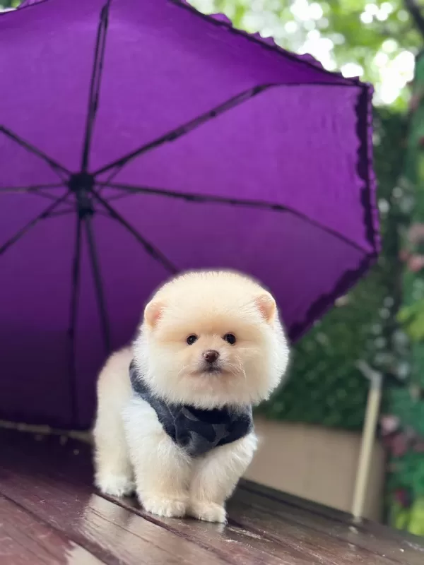 Göz Alıcı Mini Pomeranian Yavruları