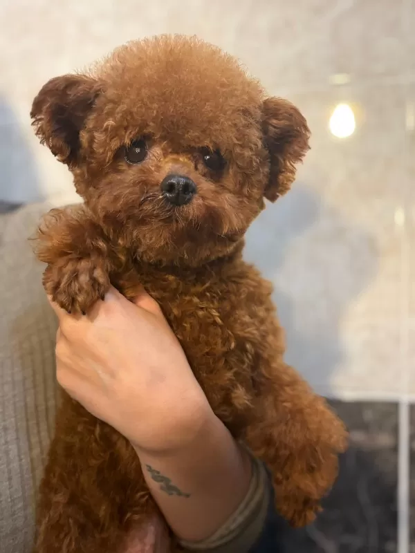 Safkan Toy Poodle Yavrularımız Yeni Yuvalarını Bekliyor
