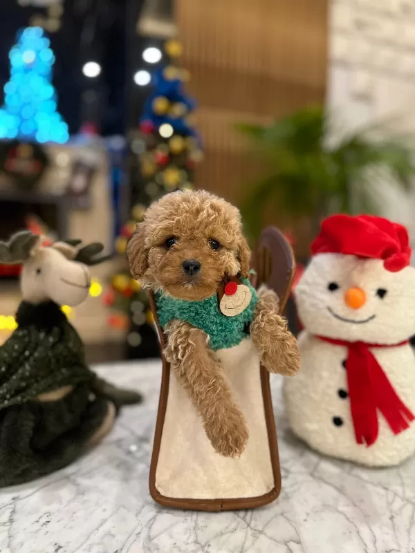 Zeki Ve Oyuncu Mini Poodle Lar