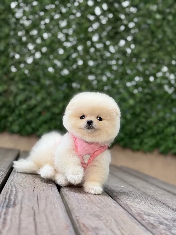 * Show Kalite Pomeranian Boo Yavruları
