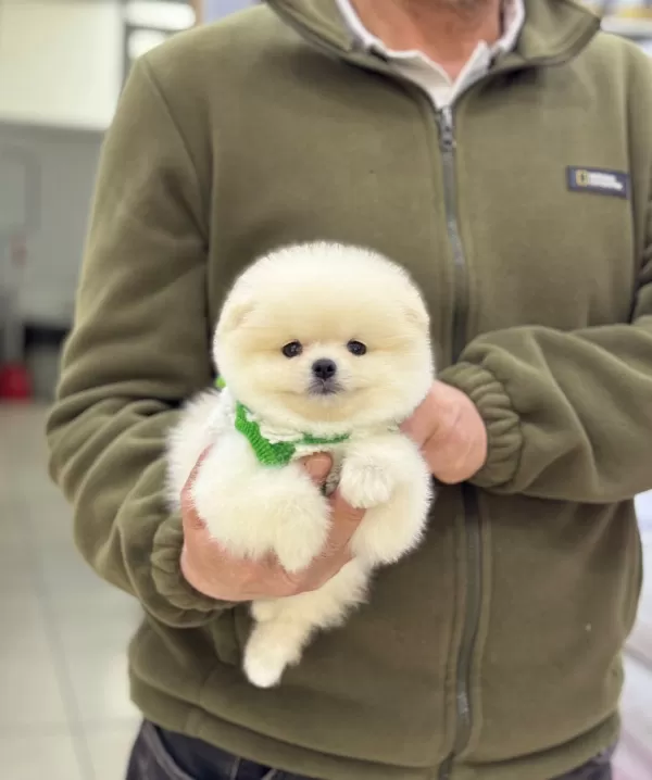 Pasaportlu Ve Karneli Pomeranian Yavruları