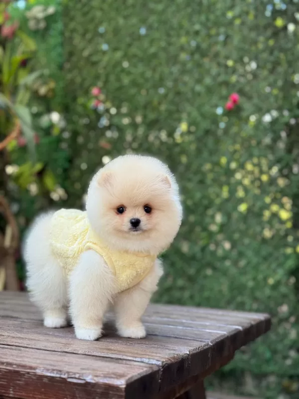 Mini Boy Sevimli Pomeranian Yavruları