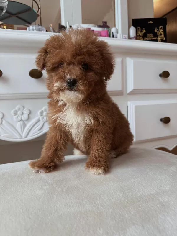 Mini Boy Toy Poodle Yavruları