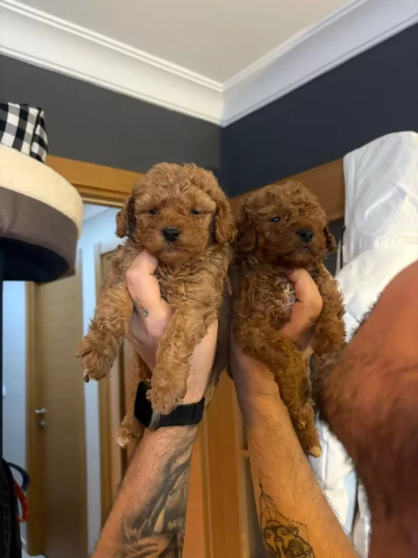 Mini Boy Toy Poodle Yavruları Sahiplendiriliyor