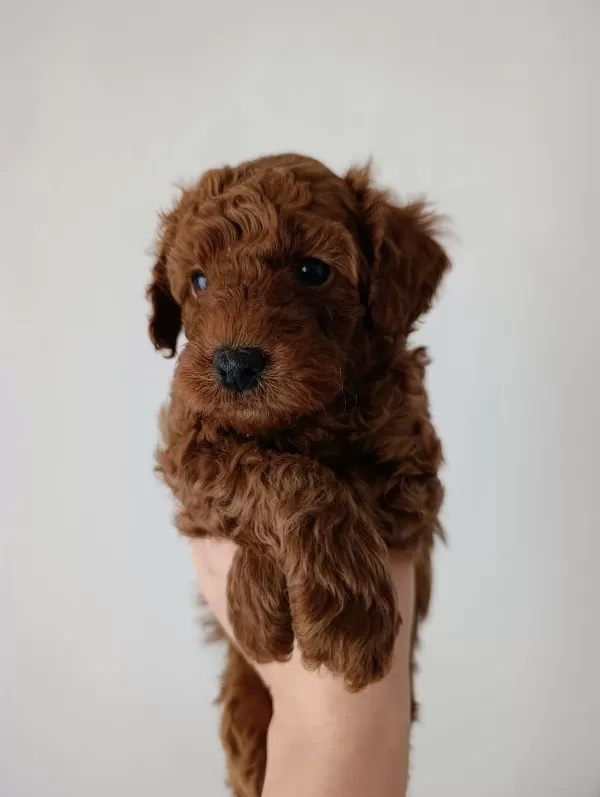 Safkan Poodle Yavruları Satılık