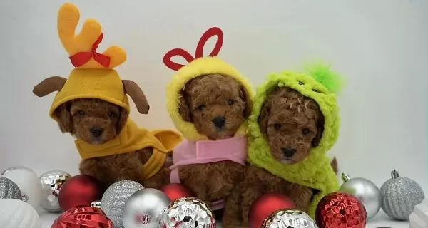 Sağlıklı Ve Sosyal Mini Poodle Yavruları