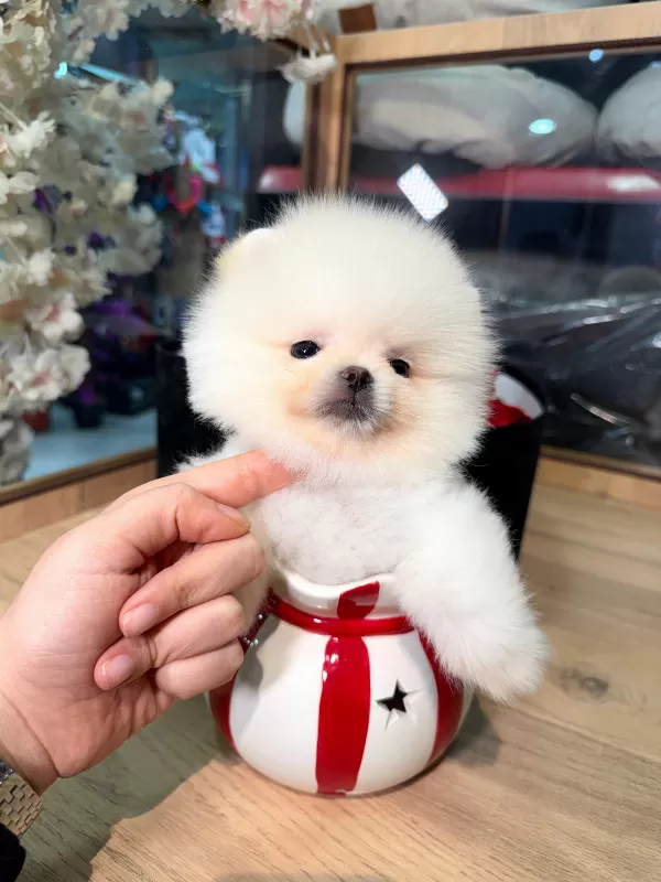 Mini Boy Teddy Face Pomeranian Yavruları