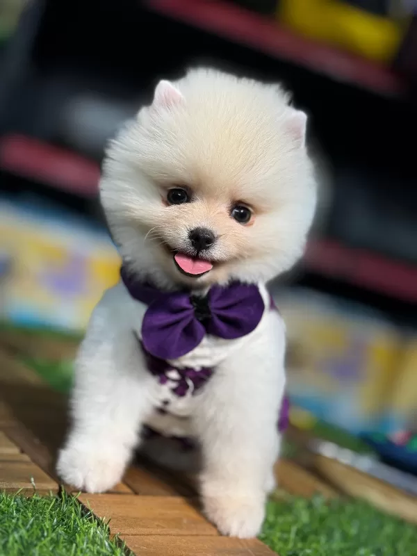 Safkan Ve Küçük Irk Pomeranian Yavrular