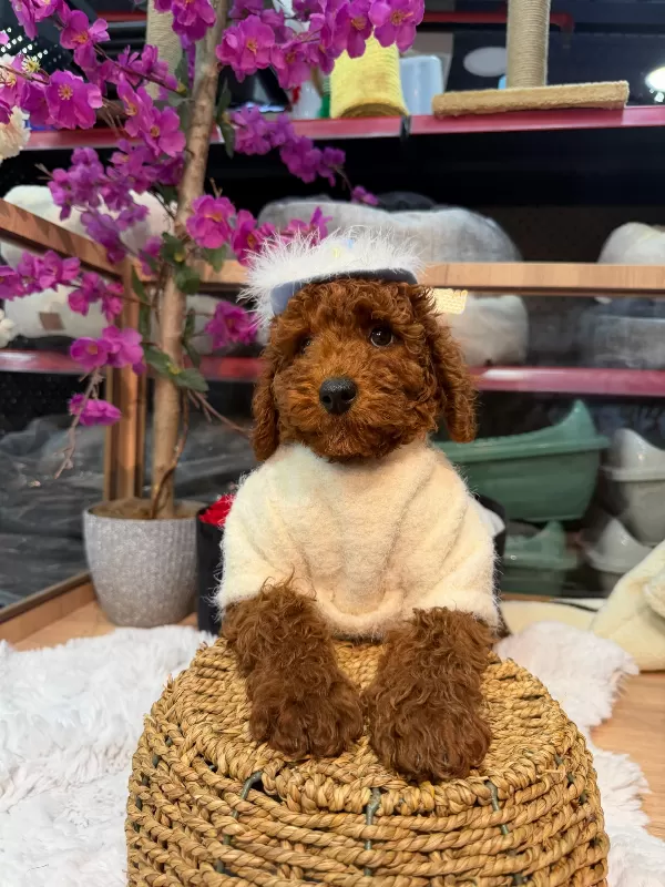 Aşılı Ve Sağlıklı Mini Pomeranianlar