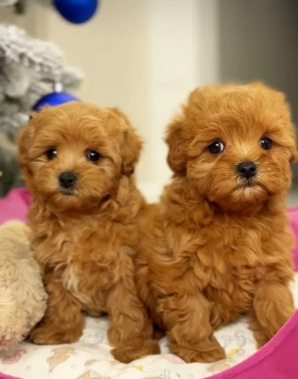 Oyuncu Ve Akıllı Toy Poodle