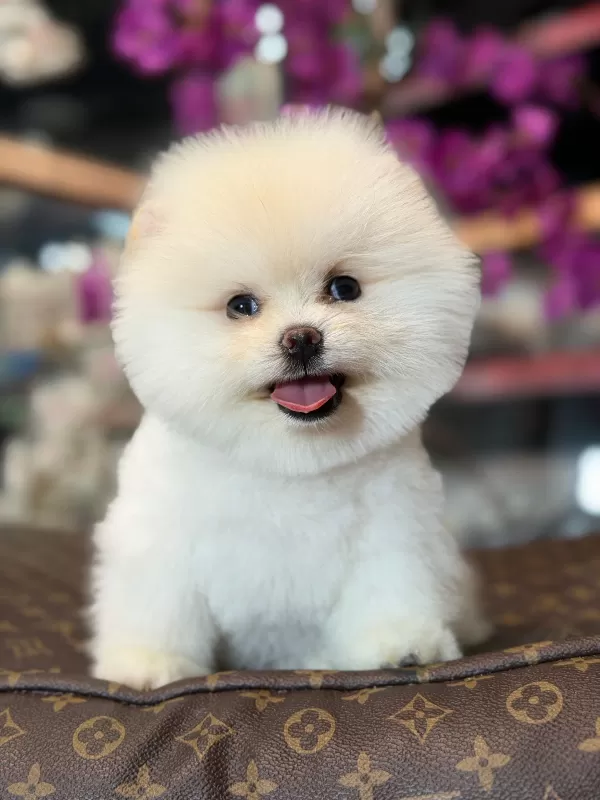 Yeni Yuvasına Hazır Mini Pomeranian Boo