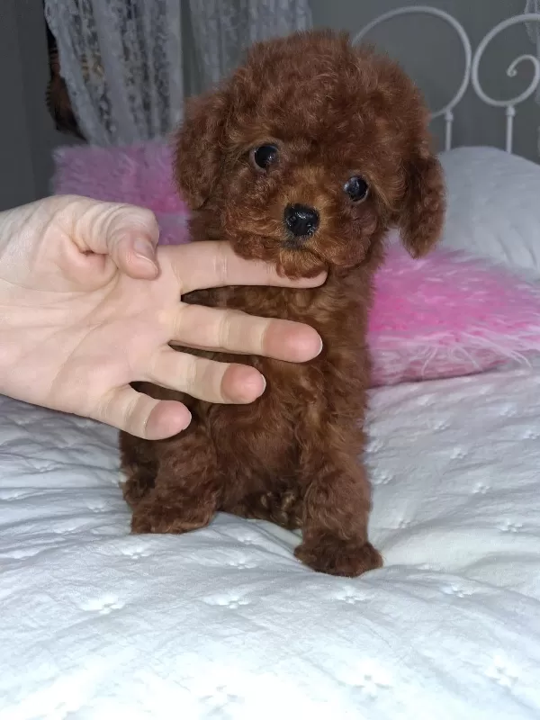 Safkan Ve Sağlıklı Toy Poodle Yavruları