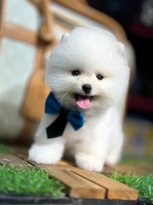 Zeki Ve Uyumlu Pomeranian Yavrular