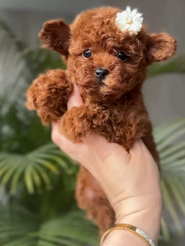 Mini Poodle Yeni Yuvasına Hazır