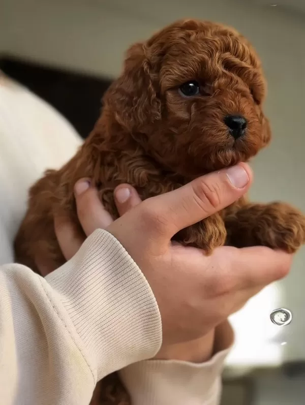 Safkan Poodle Yavrularımız Yeni Yuvasını Arıyor